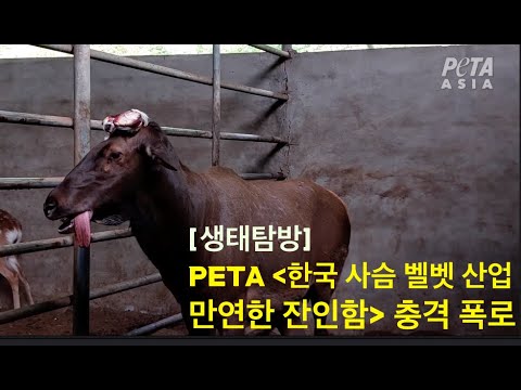 , title : '[생태탐방] PETA "한국 사슴 벨벳 산업, 만연한 잔인함이 드러났다" 충격 폭로'