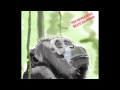 The Crusaders Rainbow Visions