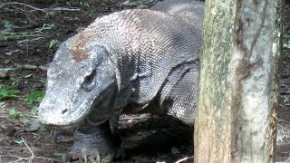 preview picture of video 'Dragon Adventure, Komodo, January 2013'