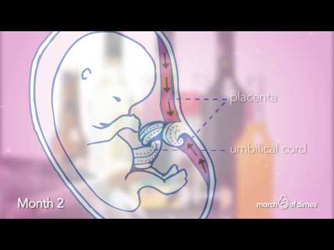 How Your Baby Grows Month 2