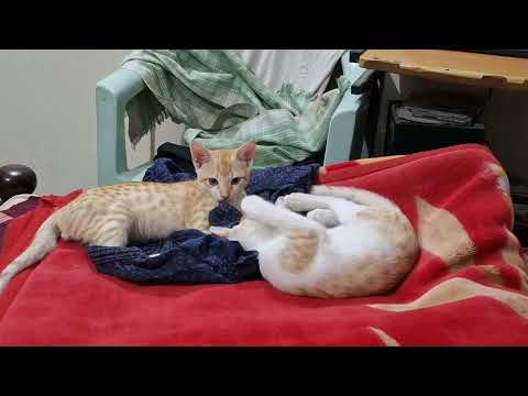 Small Cats are  fighting in my room