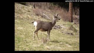 jasmine dear prudence