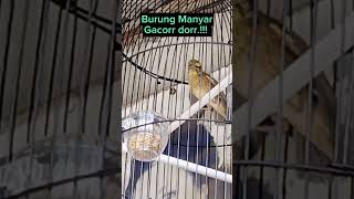 Download lagu Burung Manyar Kepala Emas Jinak & Gacorr.!!! mp3 Download lagu Burung Manyar Kepala Emas Jinak & Gacorr.!!! mp3