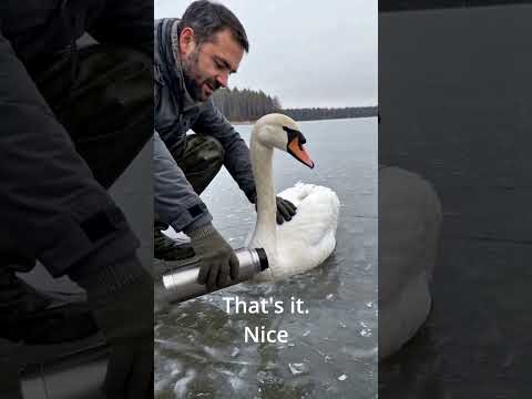 This Swan Was Frozen to the Ice by Her Feet… 🥺❤️🦢 #AnimalRescue #Heartwarming #viralvideo