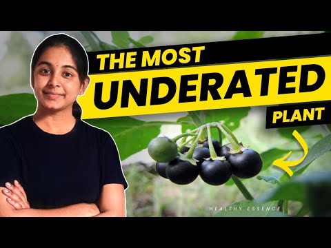 Health Benefits of Black Night Shade | Sunberry | Wonder Cherry | Healthy Essence