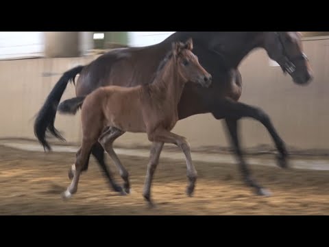 *2021 Hengst von So Perfect - Follow Me