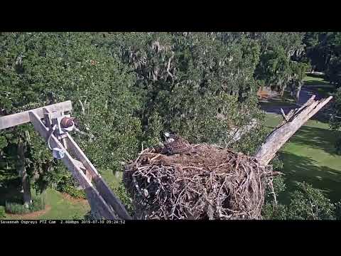 Fledgling Osprey Begs For Fish And Gets A Response Instantly – July 10, 2019