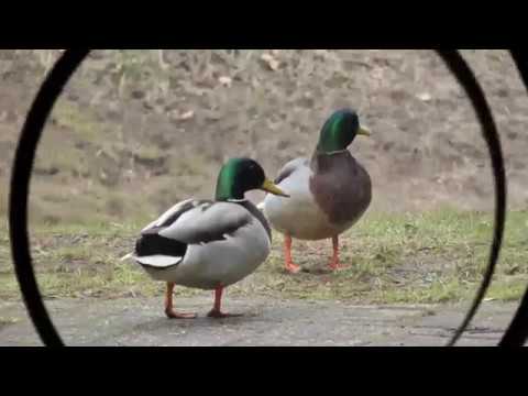 2011 03 09 Stockenten