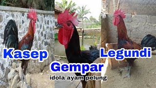 Download lagu Suara Ayam Pelung Juara‼ Dokumentasi ‼#ayam pelung juara mp3 Download lagu Suara Ayam Pelung Juara‼ Dokumentasi ‼#ayam pelung juara mp3