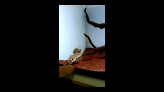 Download lagu channa limbata mangap ganas #shorts mp3