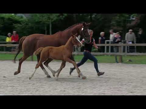 Stf v Foundation x Worldly x Matcho AA 2019