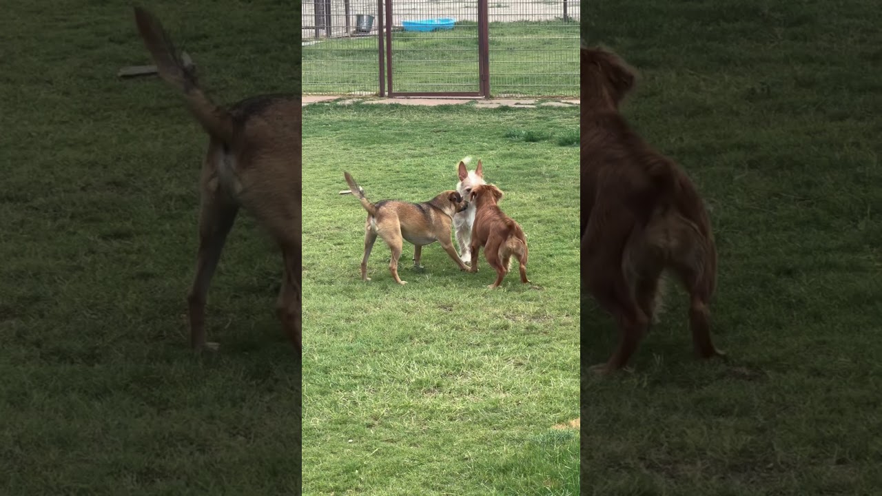 Enlarge Harry, an adopted mixed breed in Lubbock, TX video 4/4