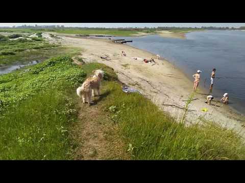 Dog in the coast.Pripyat river, Turov, Belarus