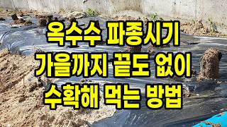 옥수수 파종시기 가을까지 끝도없이 수확해 먹는 방법