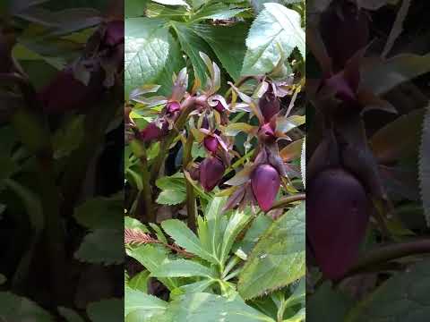 ヘレボルスのメンテナンス: この崇高な花の世話をするにはどうすればよいですか?  庭園