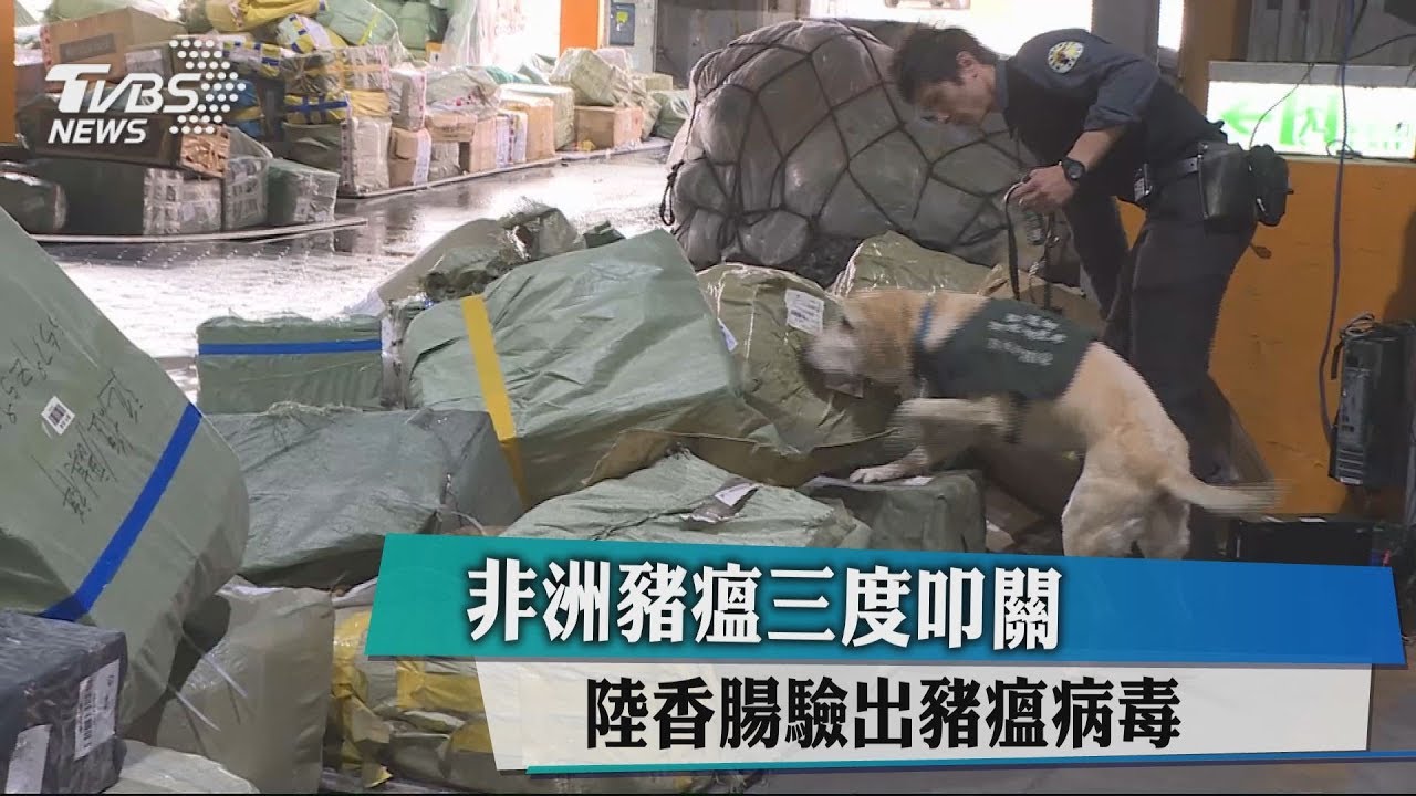 非洲豬瘟3度叩關 陸香腸驗出豬瘟病毒