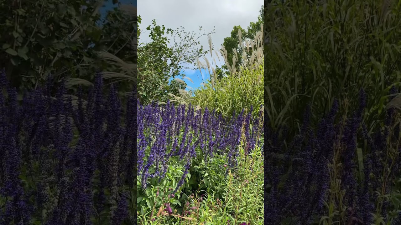 YouTube Short thumbnail