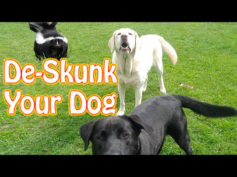 How to Remove Skunk Odor From Your Dogs - Baking Soda Hydrogen Peroxide Dish Soap De-Skunk Solution