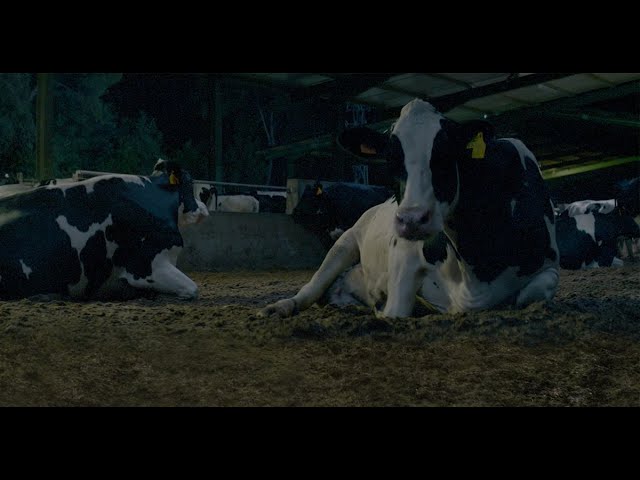 Pascual muestra cómo 'arrulla' a sus vacas en su nuevo spot