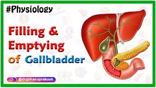 Filling and emptying of the Gallbladder Animation  - Usmle step 1 Physiology Animations