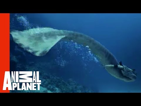 Mermaids Attacked By Giant Shark | Mermaids