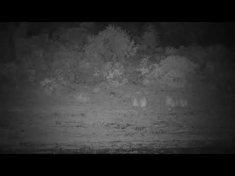 Djuma: Leopard - 22:22 - 12/06/21