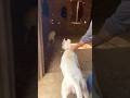 Dogoargentino Dogo Argentina Pitbull Dogshorts Automobile Youtubeshortsviral