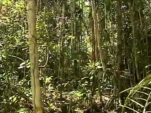 TROPA DE ELITE (SBT REPORTER COMPLETO)