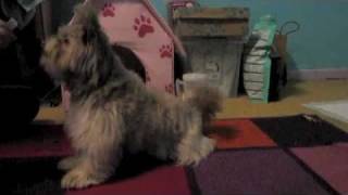 Dog Training: Growl and Bark on Command