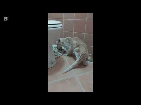 Z ulice do náručia | Pomôžte nám aj nadalej meniť osudy mačiek