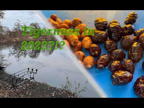 Karpfenangeln in 2022 mit der Tigernuss?!? Die Zubereitung Tigernüsse kochen.