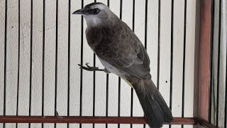 Download lagu burung trucuk Ropel pendek pendek tapi nada keras #trucukan mp3