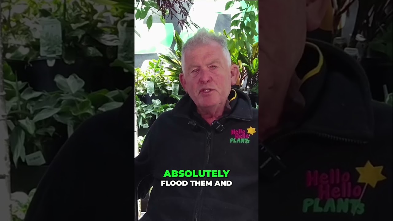 This is the Secret to Growing the BEST Lilly Pillies.