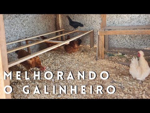 Fazendo enriquecimento ambiental no galinheiro e como fazer o melhor poleiro para galinhas.