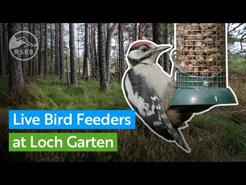 Live bird feeder | RSPB Loch Garten