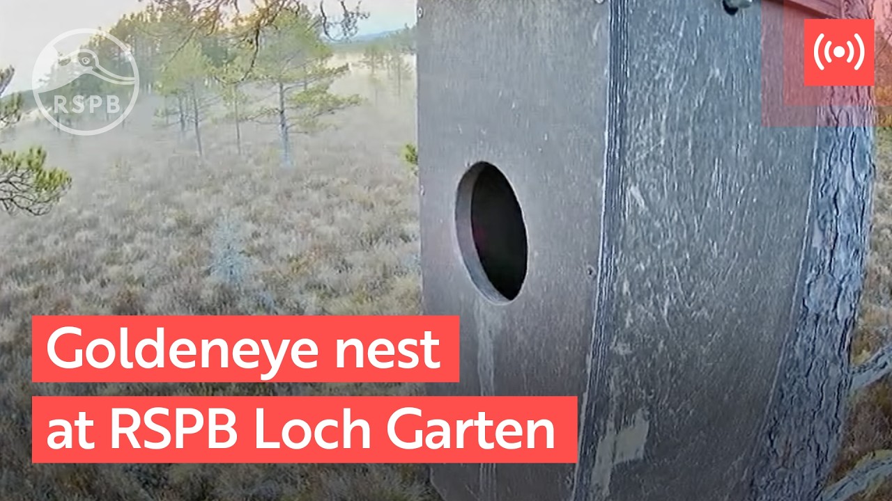 Live webcam view of Goldeneye Duck Nest Box Cam