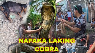 PAT4Y SI BANTAY AT MGA MANOK, DALAWANG COBRA NA KULONG SA OFFICE