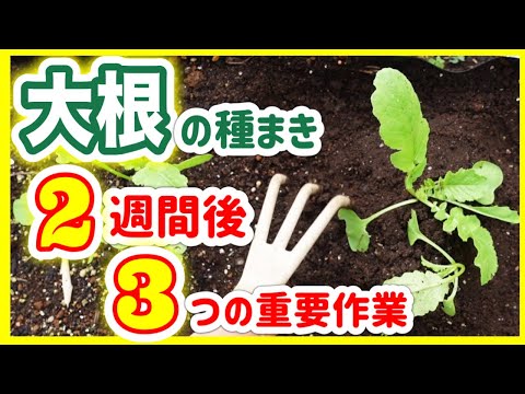 3月に何を植え、種をまき、収穫するのが理想的な時期ですか? 木を追加します 低木 風景