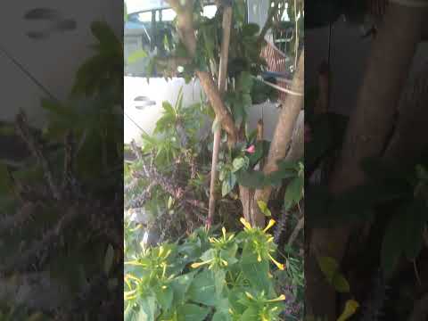 olha minha rua aqui em várzea Paulista São Paulo