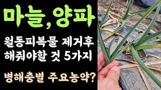 마늘,양파