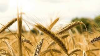 Los Delinqüentes - La Madriguera (cover)