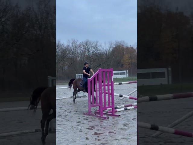 Mare English Thoroughbred For sale 2016 Bay