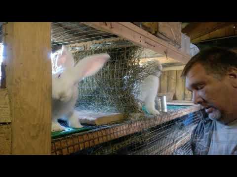 Кормление кроликов и чуть чуть обо всём.