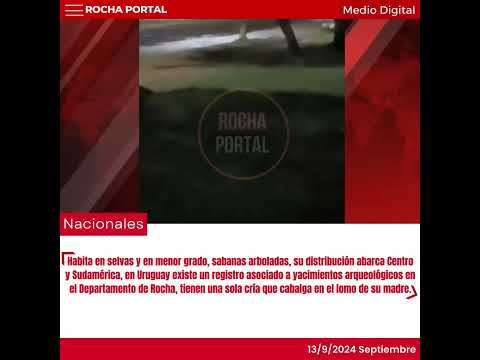 Un oso hormiguero fue vista por residente de la localidad Tambores.