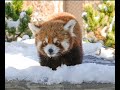 OKC Zoo Red Panda Cam: WATCH LIVE NOW!