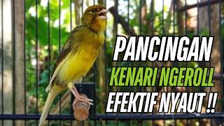 Download lagu Kenari Macet Langsung Nyaut !! Terapi Kenari Gacor Durasi Panjang Ampuh Kenari Anda Langsung Bunyi mp3 Download lagu Kenari Macet Langsung Nyaut !! Terapi Kenari Gacor Durasi Panjang Ampuh Kenari Anda Langsung Bunyi mp3