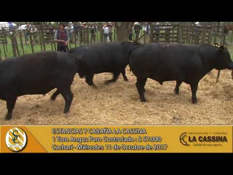 11-10-17 Venta de Toros Angus P.C. y P.P. - Estancias y Cabaña La Cassina - Cacharí