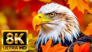 ULTRA CLARITY 8K UHD (60FPS) – See the World Like Never Before