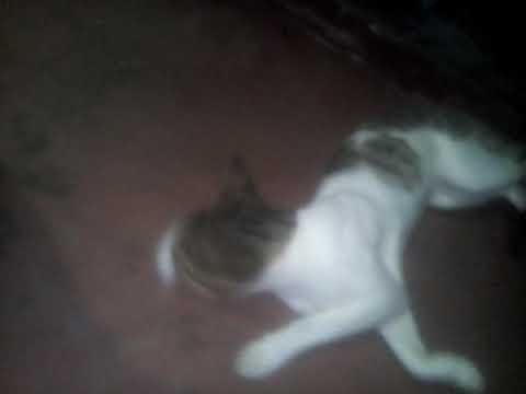 Super cat 😂😂😂😂😂😂😆😆