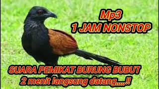 Download lagu Suara pikat burung bubut 1jam full mp3 suara pemikat paling ampuh song bird coucal mp3